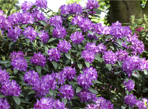 Rhododendron Hybride (großblumig) Rhododendron Hybride (großblumig)