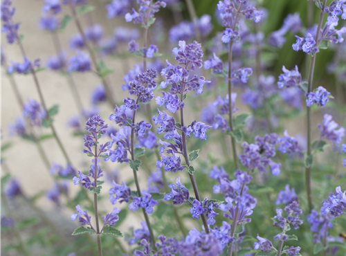 Nepeta x faassenii Nepeta x faassenii