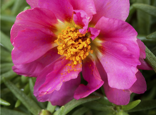 Portulaca grandiflora Portulaca grandiflora