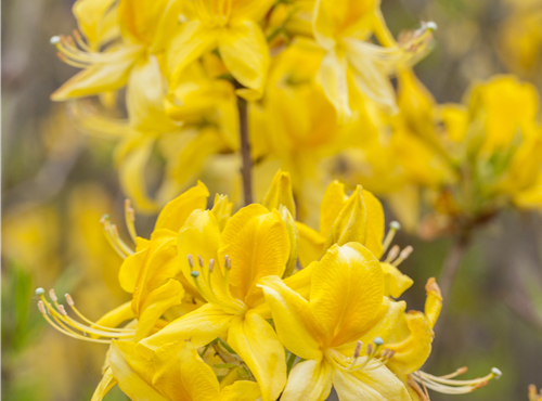 Rhododendron luteum Rhododendron luteum