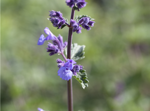 Nepeta x faassenii 'Walker´s Low' Nepeta x faassenii 'Walker´s Low'