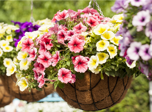 Petunia 'Potunia'® Petunia 'Potunia'®