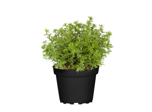 Potentilla fruticosa Potentilla fruticosa