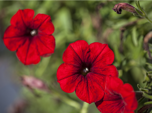 Petunia 'SURFINIA'™ Petunia 'SURFINIA'™