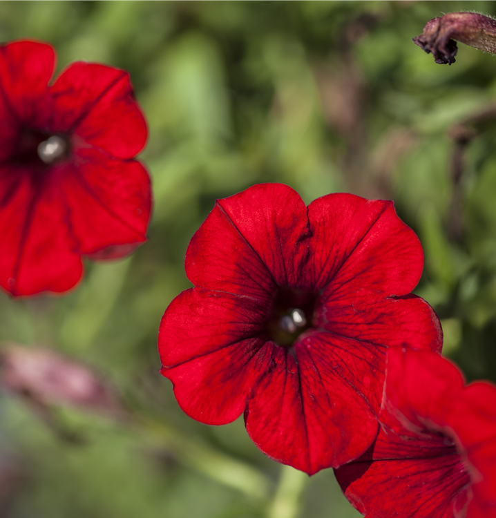 Petunie 'SURFINIA'™ Petunie 'SURFINIA'™