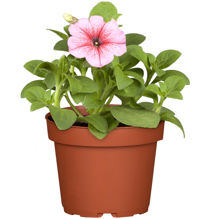 Petunie 'SURFINIA'™ Petunie 'SURFINIA'™