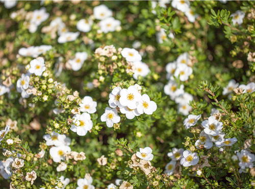Potentilla fruticosa 'Abbotswood' Potentilla fruticosa 'Abbotswood'