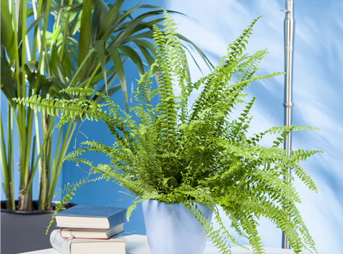 Nephrolepis exaltata Nephrolepis exaltata