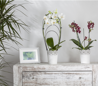 Phalaenopsis Phalaenopsis