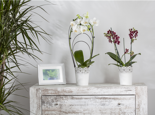 Phalaenopsis Phalaenopsis