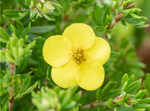 Potentilla fruticosa 'Kobold' Potentilla fruticosa 'Kobold'