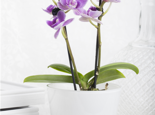 Phalaenopsis Mini Phalaenopsis Mini