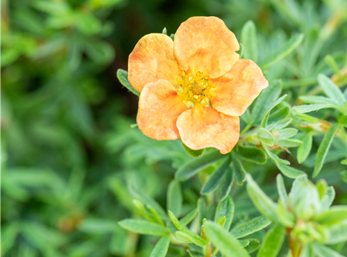 Potentilla fruticosa 'Red Ace' Potentilla fruticosa 'Red Ace'
