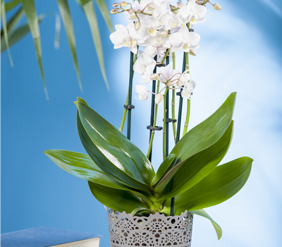 Phalaenopsis multiflora Phalaenopsis multiflora