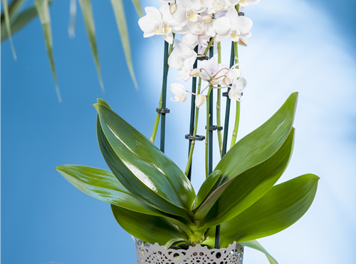 Phalaenopsis multiflora Phalaenopsis multiflora