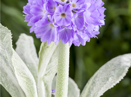 Primula denticulata Primula denticulata