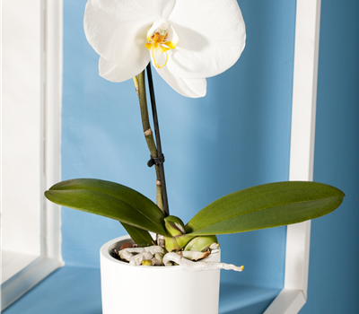 Phalaenopsis 'Singolo'® Phalaenopsis 'Singolo'®