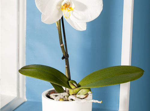 Phalaenopsis 'Singolo'® Phalaenopsis 'Singolo'®