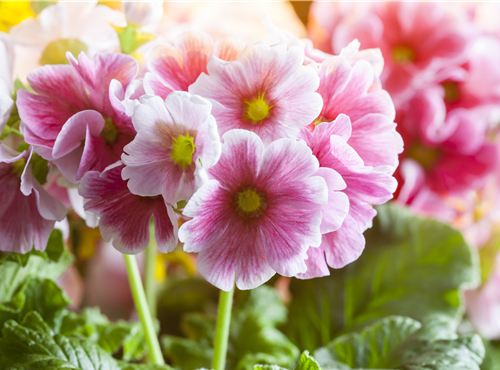 Primula elatior Primula elatior