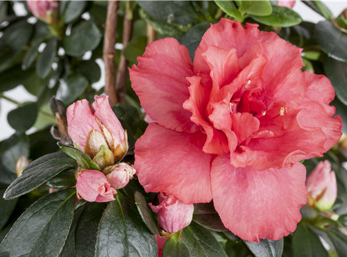 Rhododendron simsii Rhododendron simsii