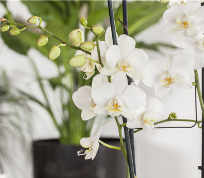 Phalaenopsis 'Tropic Snowball' Phalaenopsis 'Tropic Snowball'