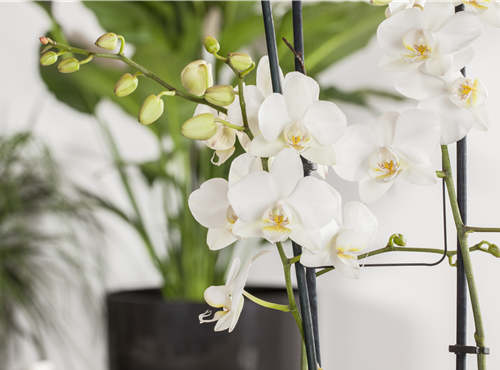 Phalaenopsis 'Tropic Snowball' Phalaenopsis 'Tropic Snowball'
