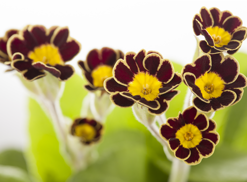 Primula elatior 'Victoriana' Primula elatior 'Victoriana'