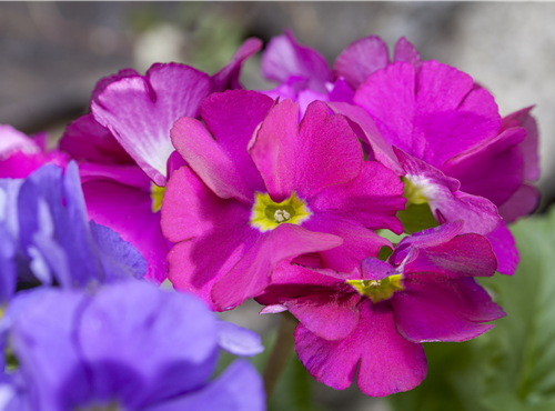 Primula obconica Primula obconica