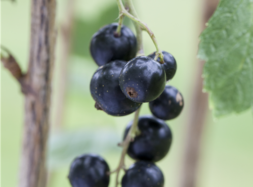 Ribes nigrum Ribes nigrum