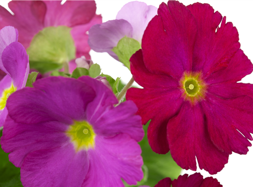 Primula obconica 'Touch Me'® Primula obconica 'Touch Me'®