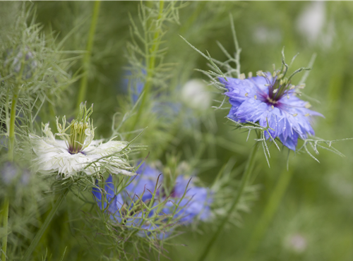 Nigella damascena Nigella damascena