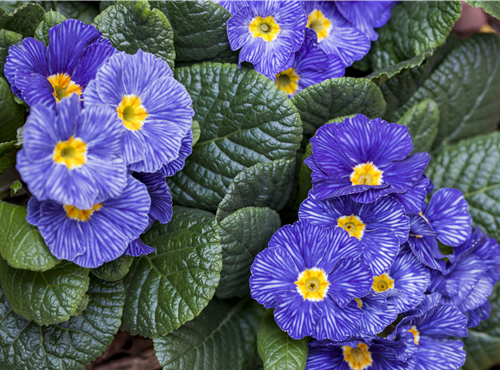 Primula vulgaris Primula vulgaris