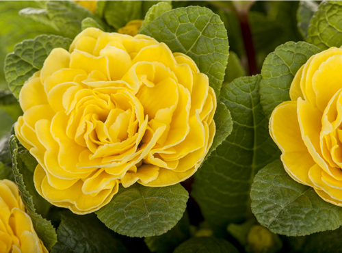 Primula vulgaris BELARINA Primula vulgaris BELARINA