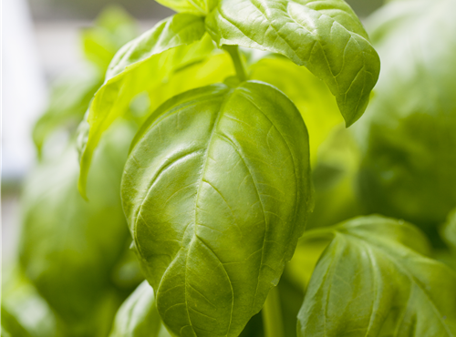 Ocimum basilicum Ocimum basilicum