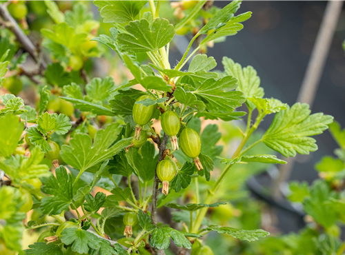 Ribes uva-crispa 'Hinnonmäki' Ribes uva-crispa 'Hinnonmäki'