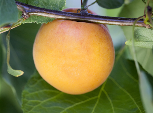 Prunus armeniaca Prunus armeniaca