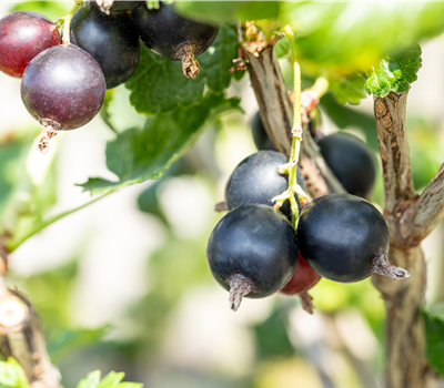 Ribes x nidigrolaria