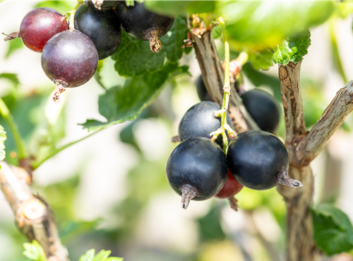 Ribes x nidigrolaria Ribes x nidigrolaria