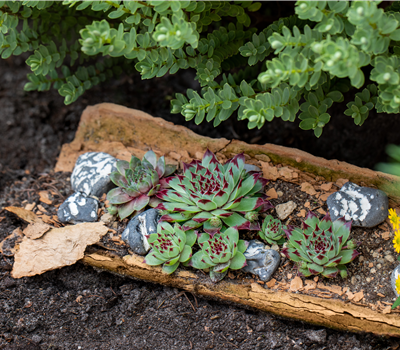 Sempervivum tectorum