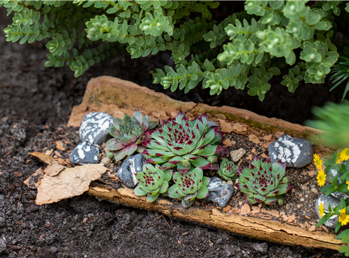 Sempervivum tectorum Sempervivum tectorum