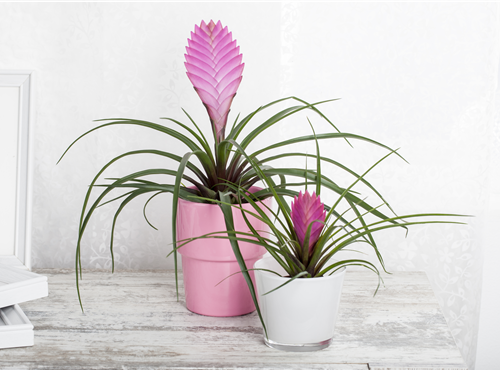 Tillandsia Tillandsia
