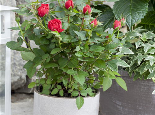 Rosa Kordana® Rosa Kordana®