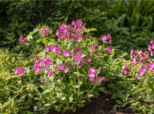 Silene dioica Silene dioica