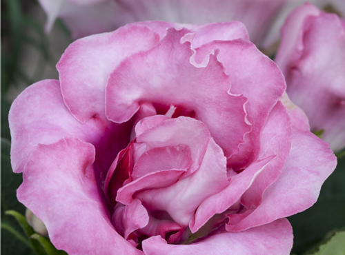 Sinningia speciosa Sinningia speciosa