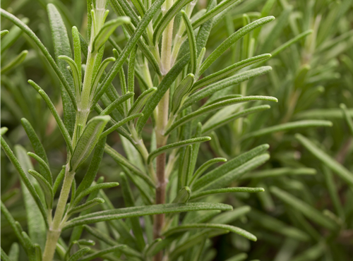 Rosmarinus officinalis Rosmarinus officinalis