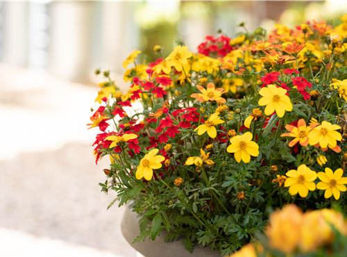 TrioMio™ TrioMio™