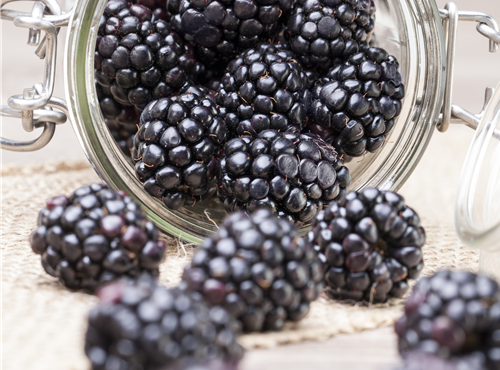 Rubus fruticosus Rubus fruticosus