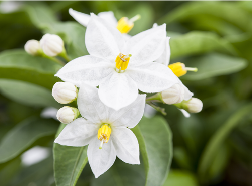Solanum jasminoides Solanum jasminoides