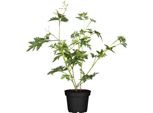 Rubus fruticosus 'Thornless Evergreen' Rubus fruticosus 'Thornless Evergreen'