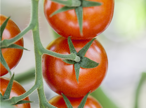 Solanum lycopersicum Solanum lycopersicum